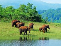 Best Wildlife Destinations in India for the Adventurer and Nature Lover in You