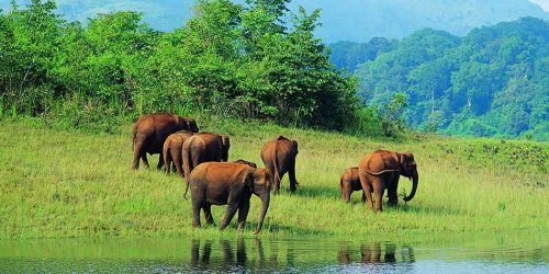 Best Wildlife Destinations in India for the Adventurer and Nature Lover in  You