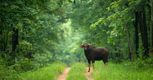 Indravati National Park