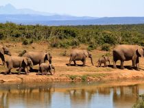7 Lesser-known Wildlife Destinations in India