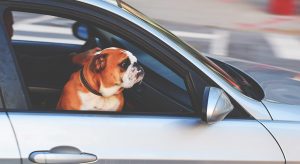 Get-your-pet-used-to-driving-around