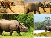 Top Destinations for Best Wildlife Experience in India