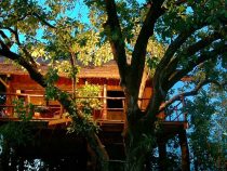 10 Tree Houses in India for an Unparalleled Experience