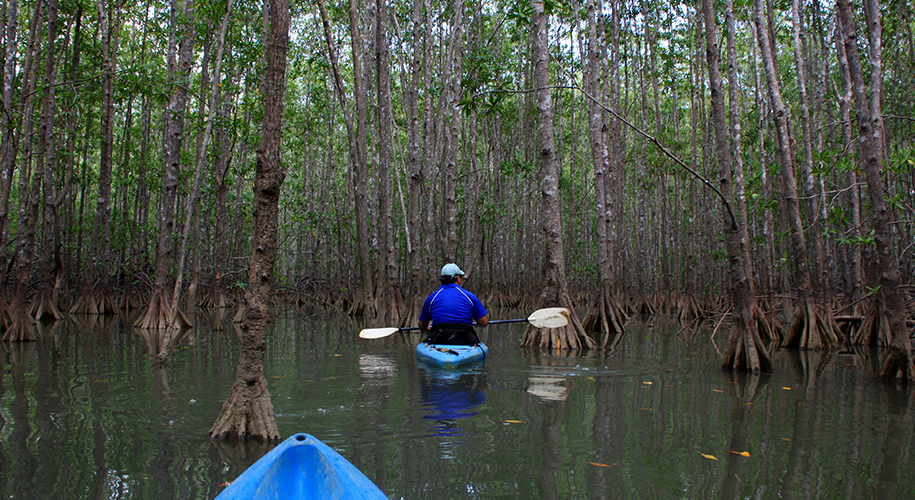 Kayaking amidst Mangroves