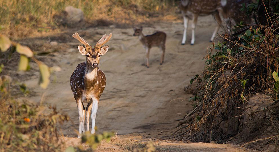 Jim Corbett National Park, Rajasthan