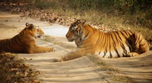 Kanha-Tiger-Reserve