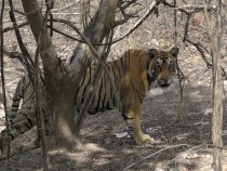 Best National Parks for Tiger-Spotting in India