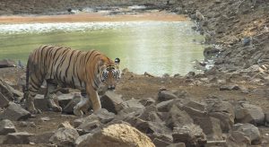 Tadoba-Andhari-Tiger-Reserve