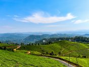 Munnar’s May Wonders: Monsoon Drizzles, Tea Garden Magic, and Cultural Delights