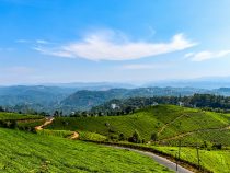 Munnar’s May Wonders: Monsoon Drizzles, Tea Garden Magic, and Cultural Delights