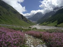 June Blossoms: Exploring the Floral Beauty of Valley of Flowers